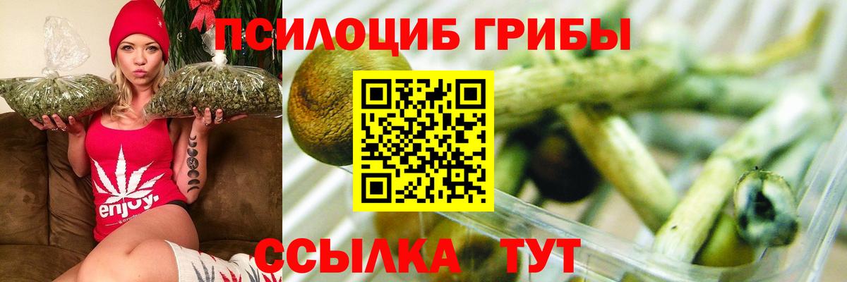 Галлюциногенные грибы Psilocybine cubensis Москва